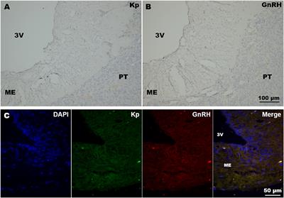 Distribution of GnRH and Kisspeptin Immunoreactivity in the Female Llama Hypothalamus